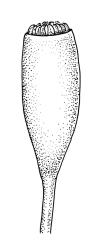 Dicranella vaginata, capsule, moist. Drawn from A.J. Fife 6024b, CHR 405664.
 Image: R.C. Wagstaff © Landcare Research 2018 